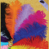 15" Ostrich Feathers