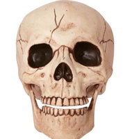 6" Skull w/Moveable Jaw