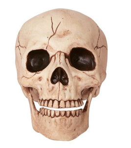 6" Skull w/Moveable Jaw