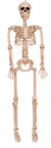 36" POSABLE SKELETON